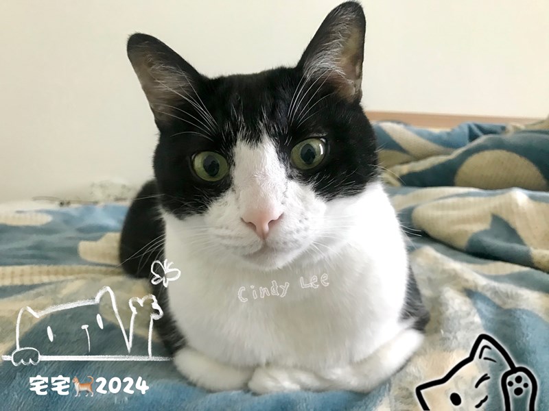 女人知己試用大隊,口碑行銷,部落客行銷,PurreLand 倍淨豆腐貓砂,好市多購買,COSTCO購買,豆腐貓砂,PurreLand倍淨,低粉塵,易清理,可沖馬桶,提供絕佳的除臭與凝結力,豆腐貓砂評價,貓砂評價,使用心得,貓砂分享,好用,原味,綠茶,豆腐砂,水量需完全覆蓋貓砂,水量需貓砂的2~3倍以上,豆腐砂評價,高CP值,划算